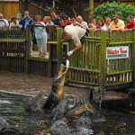 alligator farm